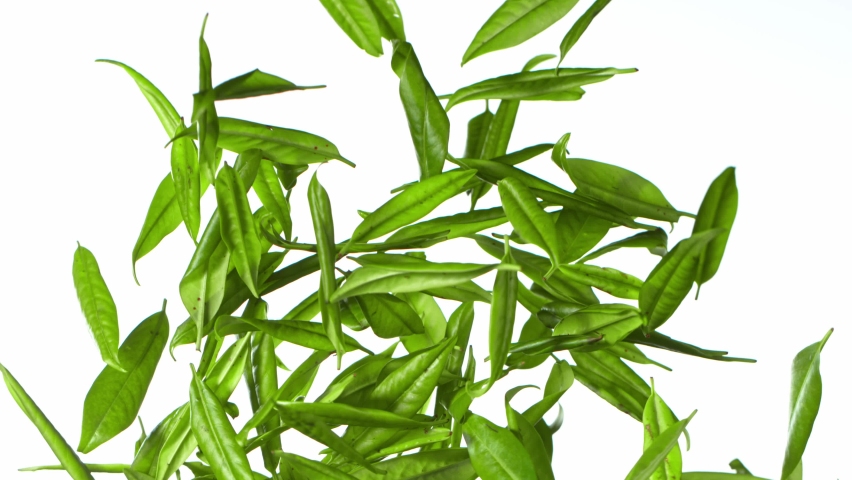 Green leaves fly into the air. Super Slow Motion. Royalty-Free Stock Footage #1091128193