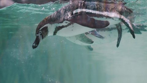 Group Of Magellanic Penguins Swimming Underneath The Aquarium. - close up