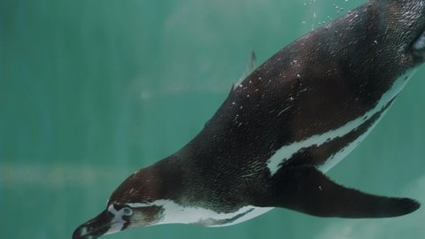 Adult Magellanic Penguin Swimming In The Aquarium With Cold Water. - close up