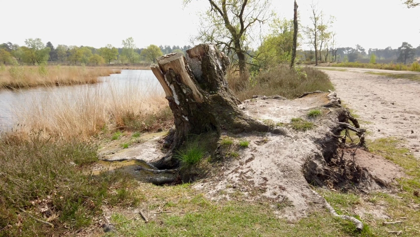 Close up a dry tree stump with roots near the lake.