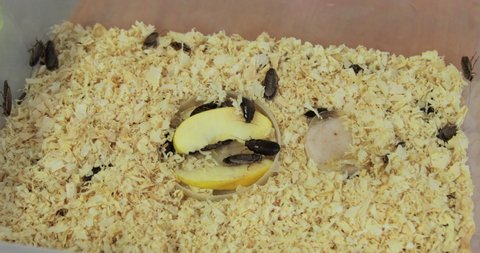 Huge brown cockroaches with big mustaches eat a piece of an apple and crawl on sawdust in an aquarium. Close-up, top view. Lots of pests, disgusting insects. High quality 4k footage