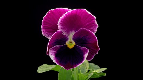 Time lapse of opening pink and purple Pansy flower (Viola tricolor) isolated on black background