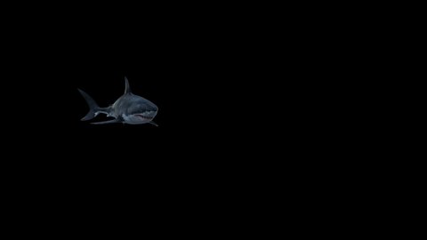 A scary great white shark attacks in front of the camera
Megalodon swimming and open jaws and attack front of the camera with clean alpha footage
3d swimming shark attacking
shark open mouth matte 