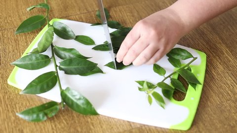 Female hands chopping ora-pro-nobis on cutting board. Pereskia aculeata is a popular vegetable in parts of Brazil