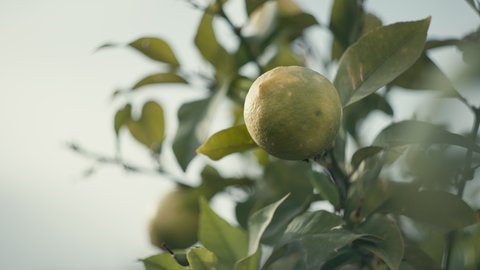 Slow motion video of a lemon swaying on a branch in the garden. Beautiful fruit and healthy food lemon grows at home.