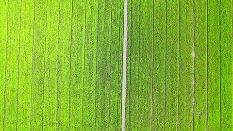 4K Aerial view of agriculture in rice fields for cultivation. a green rice field waving in the wind, Green rice plants growing. Natural the texture for background
