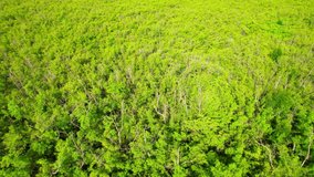 An aerial view from a drone flying over the mangrove forests along the coast. Mangrove forest at Bang Tabun, Samut Songkhram Province, Thailand. 4k video.
