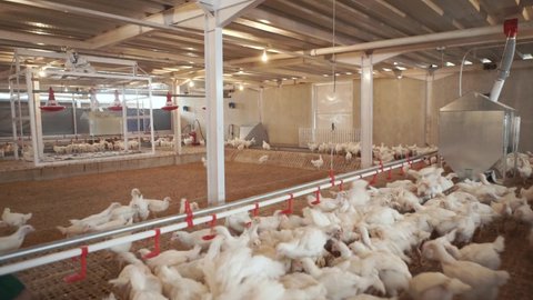 The process of feeding chickens through a feed drive machine to reach the entire area of the chicken farm cage.
