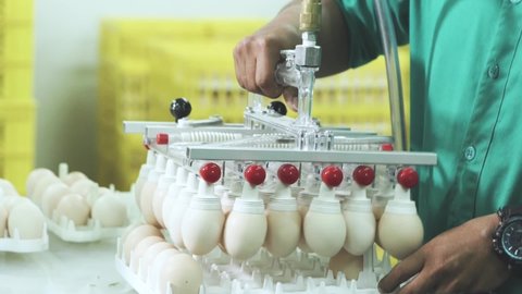 The process of sorting between eggs containing live chicks and empty eggs by waxing or irradiating them in a dark room. Then the empty eggs are transferred to shelves and put into warehouse.
