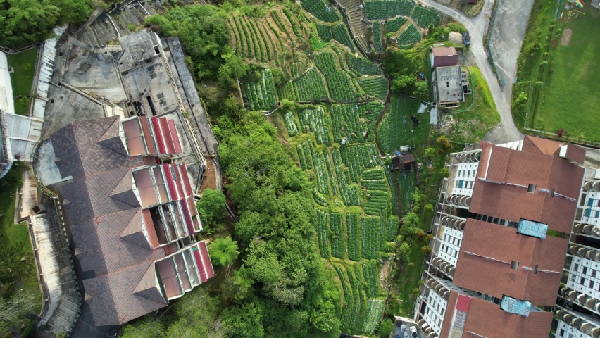 Cameron Highlands Pahang Malaysia May Stock Footage Video 100   1 