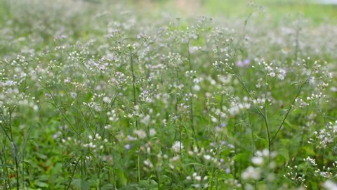 Flowers in meadow are blooming and swaying with the wind in springtime. Summer nature in the field. Beautiful grass flowers background.