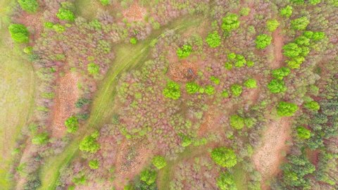 Aerial landscape of birch grove and dense forests surround green meadows covering hills and fields