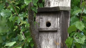 Blue tit (Cyanistes caeruleus) entering and leaving a bird nest box which is a common small garden songbird found in the UK and Europe, stock video footage