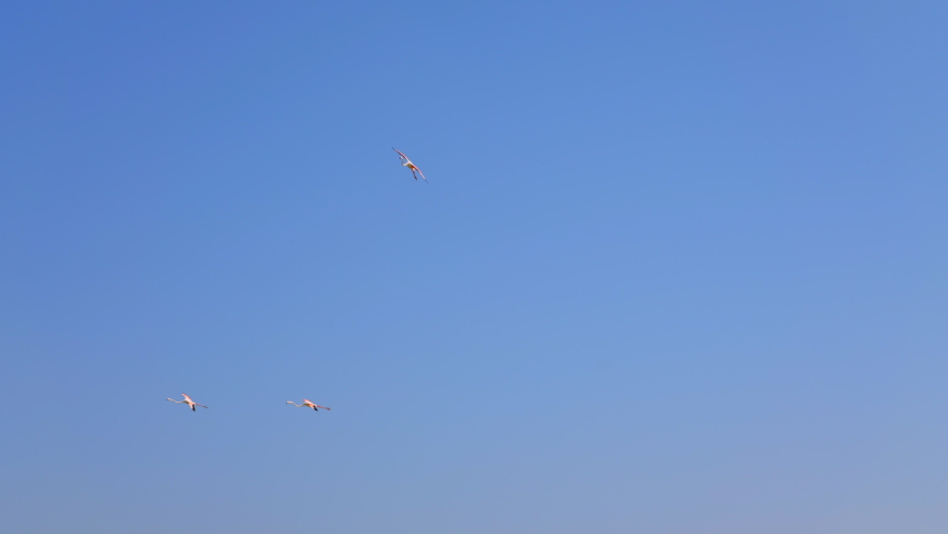 Greater Flamingos Flying in the Sky Above the Lake in Ras al Khor Wildlife Sanctuary, Dubai Camera Follows One of the Birds Landing on the Lake. Slow Motion Shot