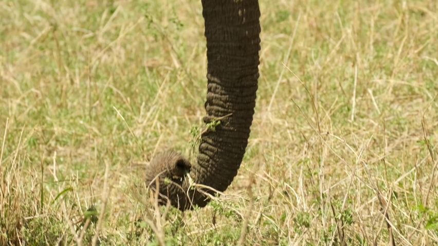 741 Elephant trunk plant Stock Video Footage - 4K and HD Video Clips