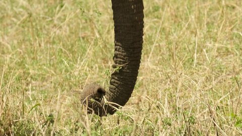 Close-up of an elephant's trunk prowling through the meadow, choosing the best grass for itself and putting it into its mouth with pleasure. An elephant plucks grass with its trunk and eats