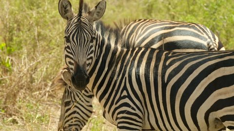 Close-up of the muzzle of a zebra that has eaten a lot of grass in a meadow and is contentedly leaving the pasture under the eyes of curious observers