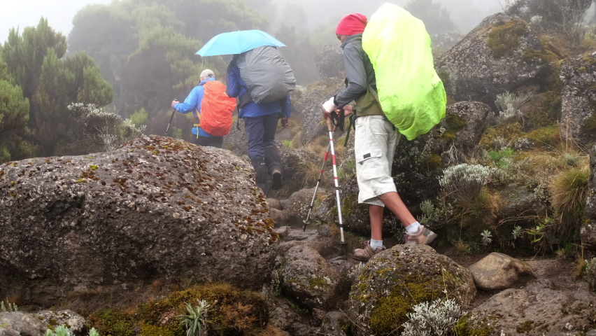 Hikers walk with backpacks and trekking poles while trekking Mount Kilimanjaro in fog on the way from Machame Camp to Shira Camp