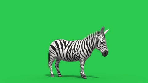 43 Zebra Chroma Key Stock Video Footage - 4K and HD Video Clips |  Shutterstock