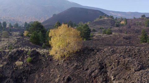 Scenic aerial shoot of autumn on Etna volcano in Sicily, Italy. Birches, secular oaks, holm oaks, turkey oaks, beeches and maples with typical autumn colors with lava flows.