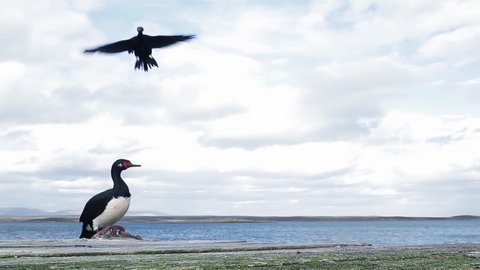 Rock Shags, also known as the Magellanic Cormorants (Leucocarbo magellanicus), on the Coast of the Falkland Islands (Islas Malvinas), South Atlantic. 4K Resolution.