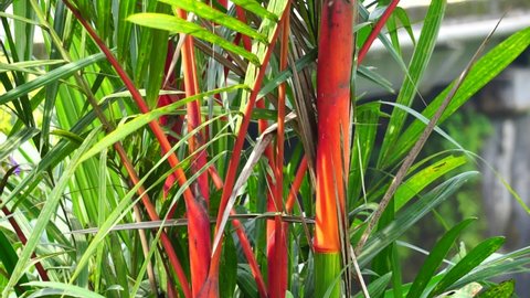 Cyrtostachys renda (Also known red sealing wax palm, red palm, rajah palm0 in the garden