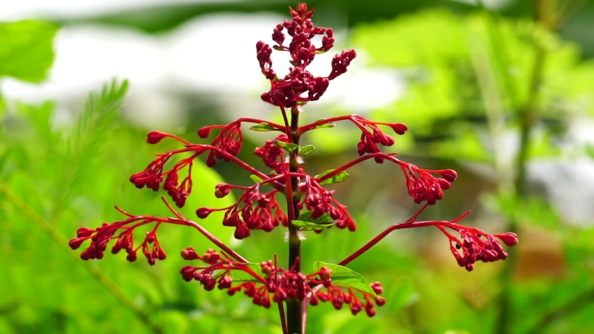 Clerodendrum paniculatum (Also called Bai Jek Hong, He Bao Hua, Pagoda Flowers) flower. Several scientific studies state that the leaves, flowers, and stems contain saponins and polyphenols
