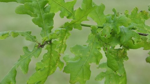 Oak leaves new and airy. Oak leaves move in the wind