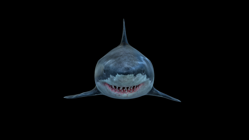 Great white shark swims to the camera slowly and open its jaws and attacks to the audience -
Megalodon with big open jaw 
and eats the camera. the footage has a clean alpha channel in 4k res -
scary Royalty-Free Stock Footage #1091168243