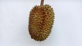 Ripe Durian Fruit Animated Video