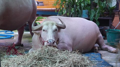 CHACHOENGSAO, THAILAND – JUNE 12, 2022: Albino buffalo or pink buffalo lying down on the floor to eating dry grass with relaxing and happiness at Wat Saman Rattanaram Temple in Chachoengsao province. Redakční Stock video