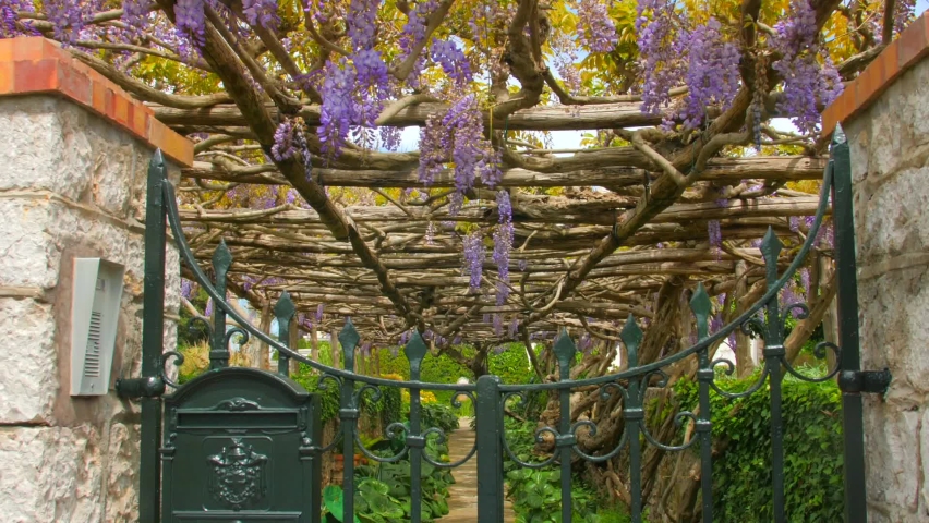 Iron Gate Through Botanical Gardens Of Villa Della Pergola With Growing Wisteria Vines In Capri, Italy | Shutterstock HD Video #1091177529