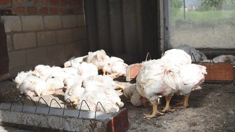 poultry farming horizontal video , broiler chickens sitting and eating feed.Growing hens on eco farm for buchery 