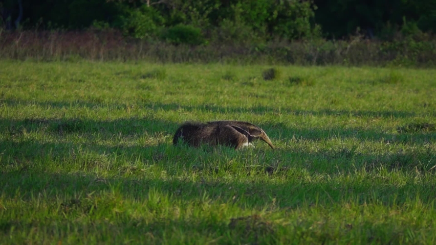 Giant Anteater Myrmecophaga tridactyla in Natural Habitat