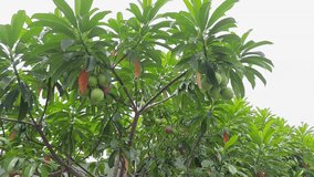 Cerbera Manghas or Sea Mango is a poisonous plant containing compounds belonging to the alkaloid group which are repellent and antifeedant