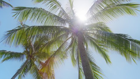 Palm trees at golden sunlight slow motion shot on RED camera. Coconut palm trees bottom view. Green palm tree on blue sky background. View of palm trees under blue sky. Beach on tropical Hawaii island