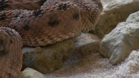 
Close-Up Video Of brown Snake.