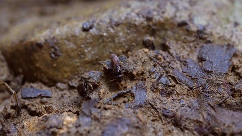Black stingless bees collecting mud for their hive