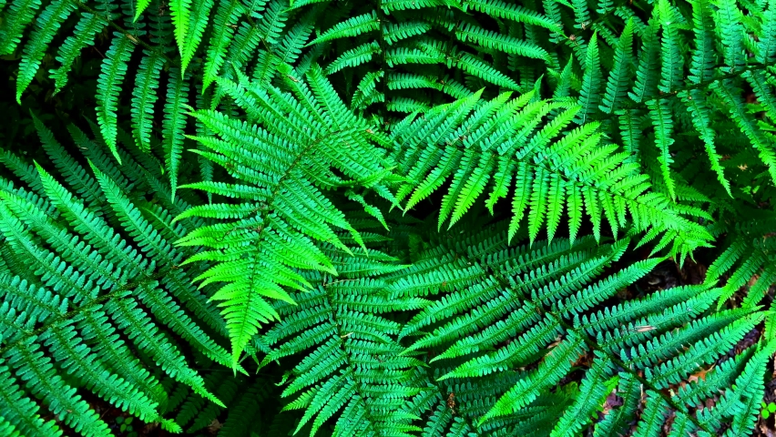Close up of green fern leaves Royalty-Free Stock Footage #1091184199