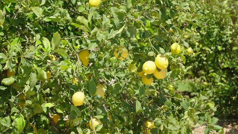 Many lemons on green tree. Fresh ripe fruit in sunny light. Slow motion video of citrus plantation zoomed in close up shot. Bright daylight. branches moving in wind filmed in Spain