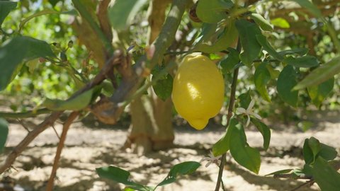 Large single yellow lemon on tree on sunny day. Slow motion shot mediterranean summer. Delicious healthy natural product of ecological agricultural farm