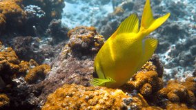 Underwater video of snorkeling or diving on sea coral. Diving underwater with fish blue-spotted spinefoot, Siganus corallinus or yellow coral rabbitfish. Wildlife exotic tropical fishes