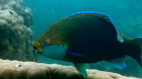 Underwater video of blue Queen parrotfish swimming among coral reef. Large and adult male Scarus vetula fish on Koh Tao island, Gulf of Thailand. Snorkeling or diving. enjoy underwater wildlife.