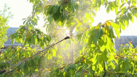 Treatment of fruit trees from pests. Spraying trees with pesticides. Spraying trees.