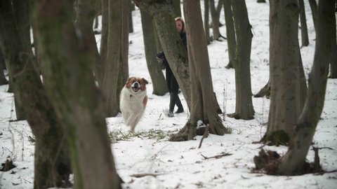 A big Saint Bernard dog run fast between the trees in a winter forest. The owner of the dog is going behind. Snow coverage. Slow motion. High quality 4k footage
