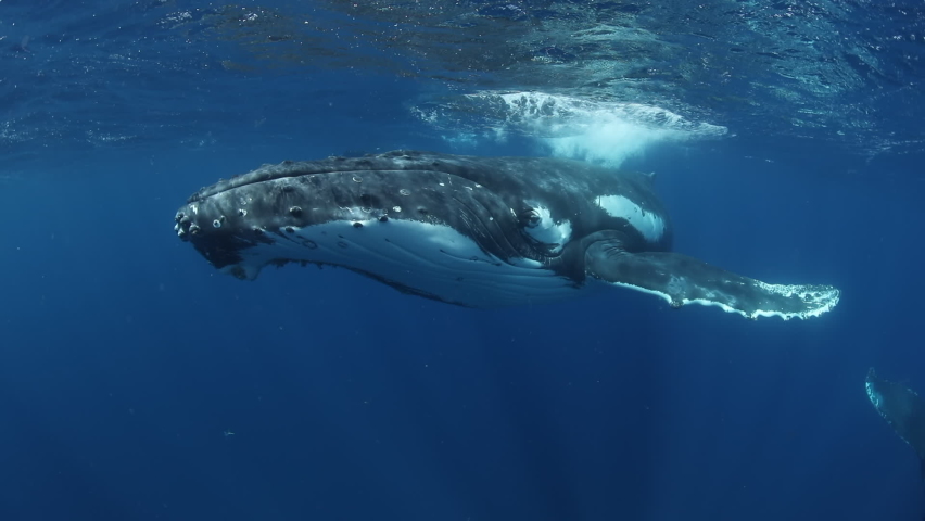 Humpback whales underwater of Pacific Ocean. Giant animal Megaptera Novaeangliae in Tonga Polynesia. Concept of family idyll of whales giant sea animals and underwater megafauna. Royalty-Free Stock Footage #1091187359