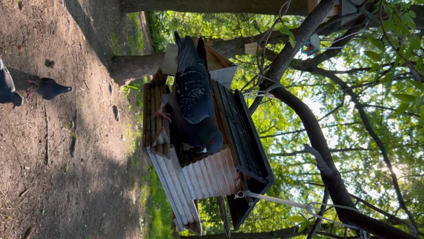 The pigeon climbed onto the squirrel feeder and began to eat the food. The feeder hangs on a tree in the park and staggers.
