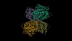 Structure of human apo aldehyde dehydrogenase (ALDH1A1). Animated 3D cartoon and Gaussian surface models. chain id color scheme, PDB 4wj9, black background.