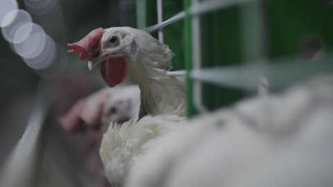 This stock video shows a chicken at a poultry farm. This video will decorate your projects related to poultry farms, chicken breeding.