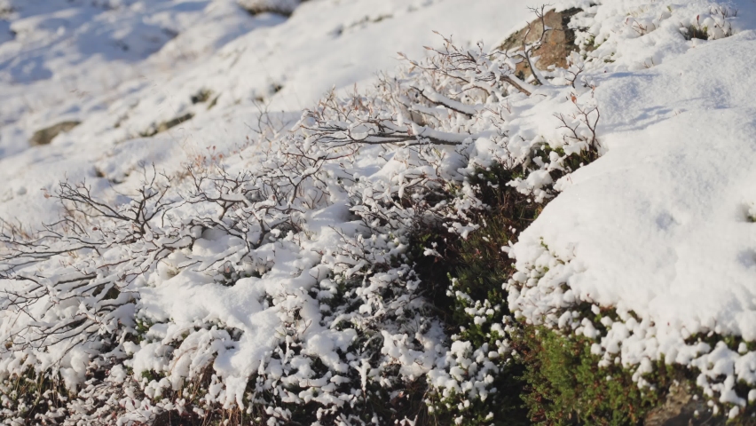 A close-up shot of the snow-covered low bushes, moss, and liches in the tundra. Slow-motion, pan left Royalty-Free Stock Footage #1091195207